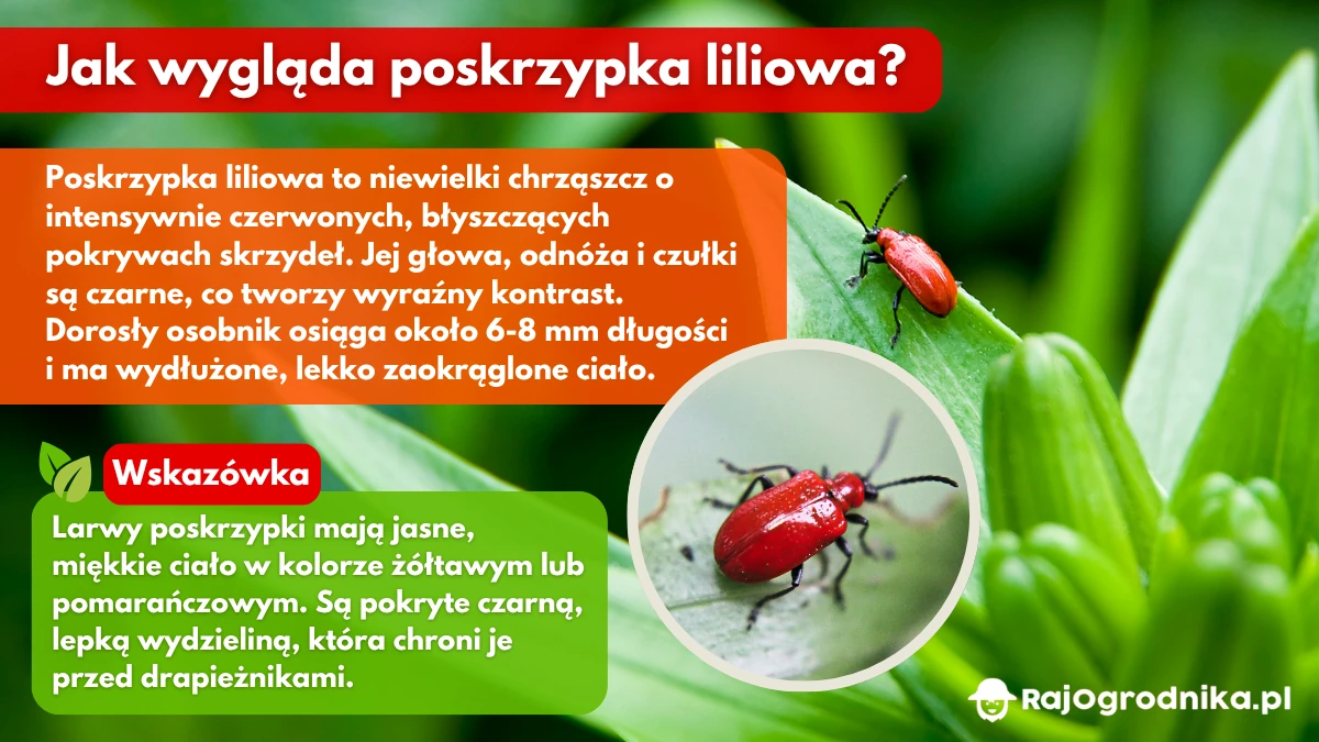 Jak-wygląda-poskrzypka-liliowa-blog-rajogrodnika
